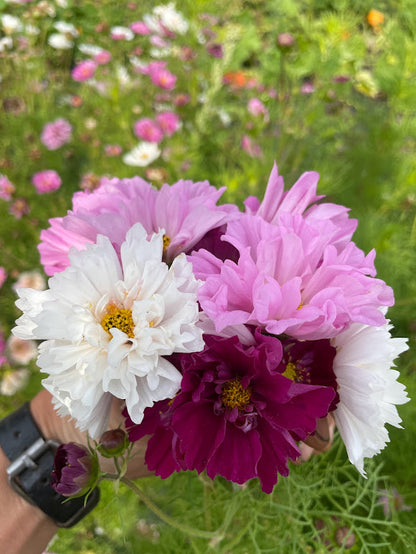 Cosmos Double Click
