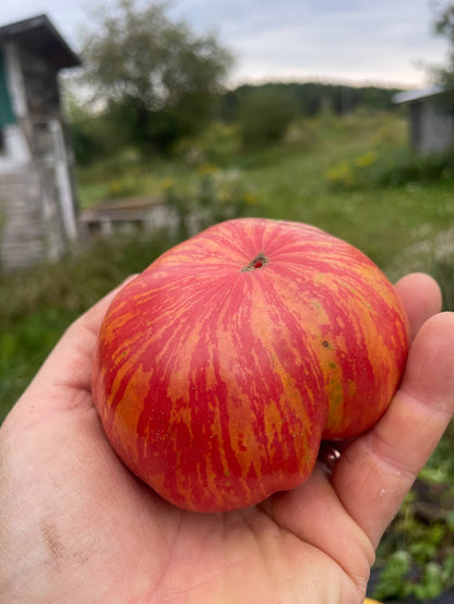 Vintage Wine Tomato