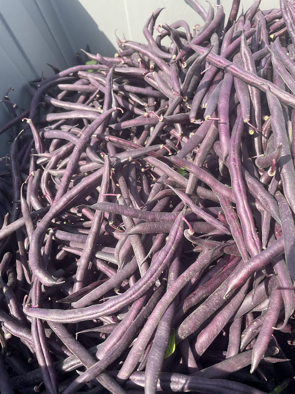 Royal Burgundy Bean
