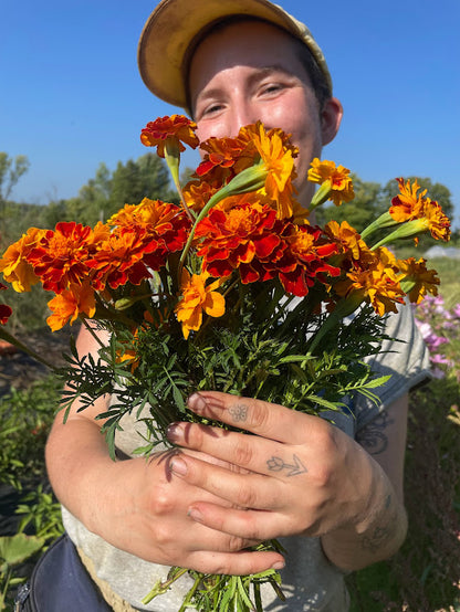 French Marigold - Sparky Mix