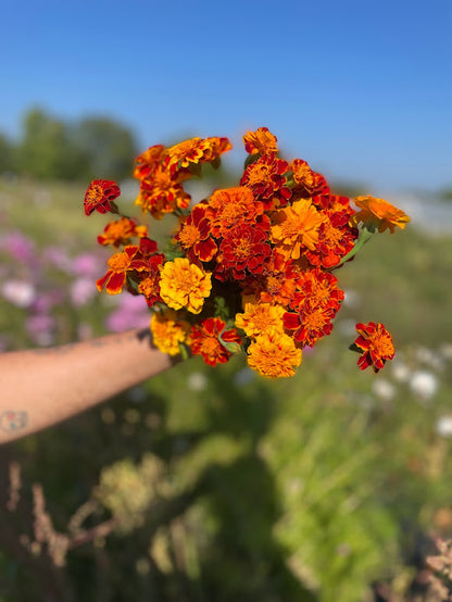French Marigold - Sparky Mix