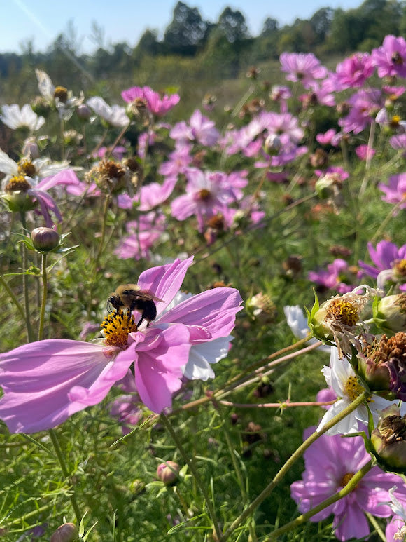 Cosmos Double Click