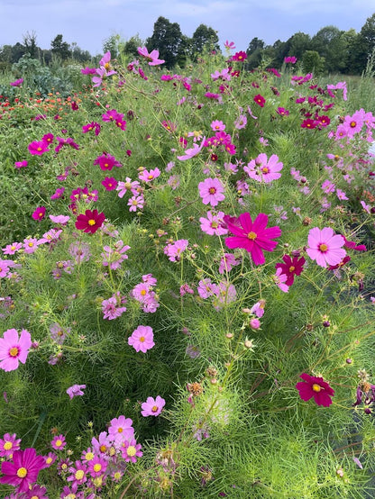 Cosmos Sensation Mix