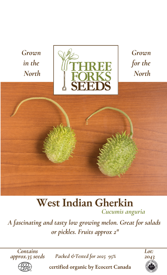 West Indian Gherkin