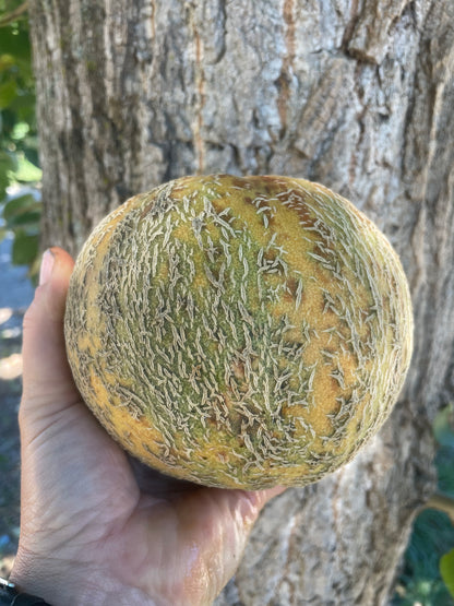 Gnadenfeld Melon