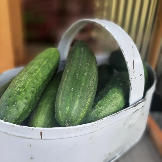 Long Green Improved Cucumber