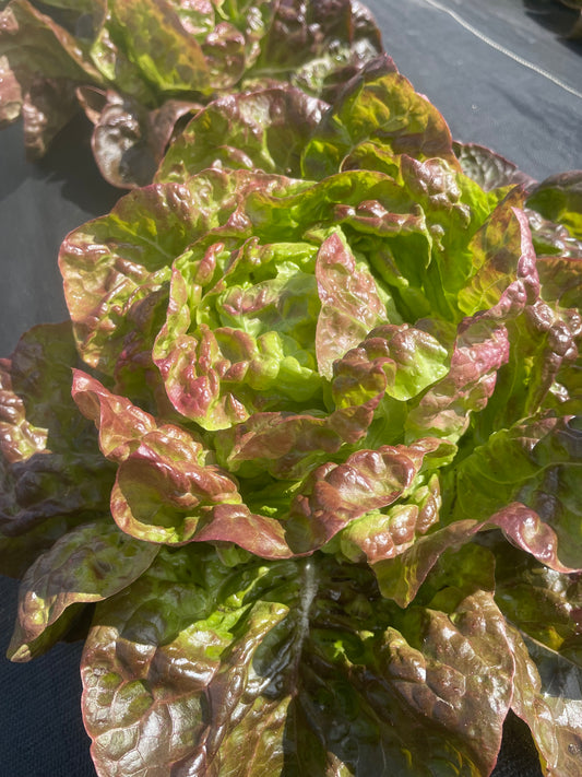 Merville de Quatre Saison Lettuce