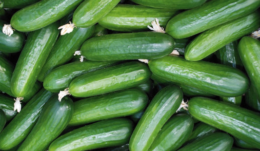 Mideast Peace Cucumber