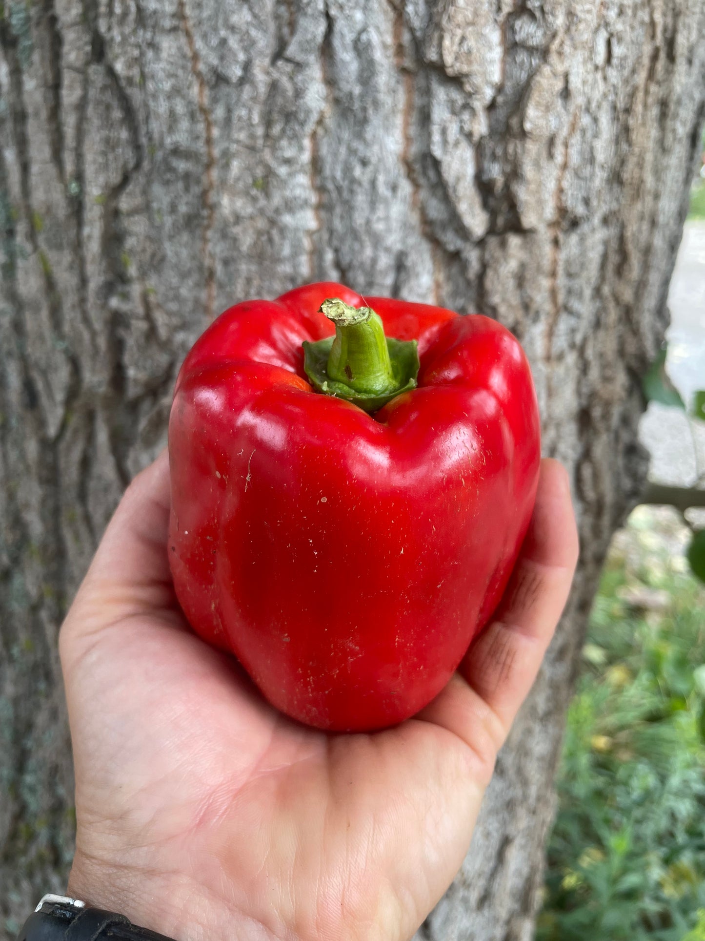 Renegade Red Pepper