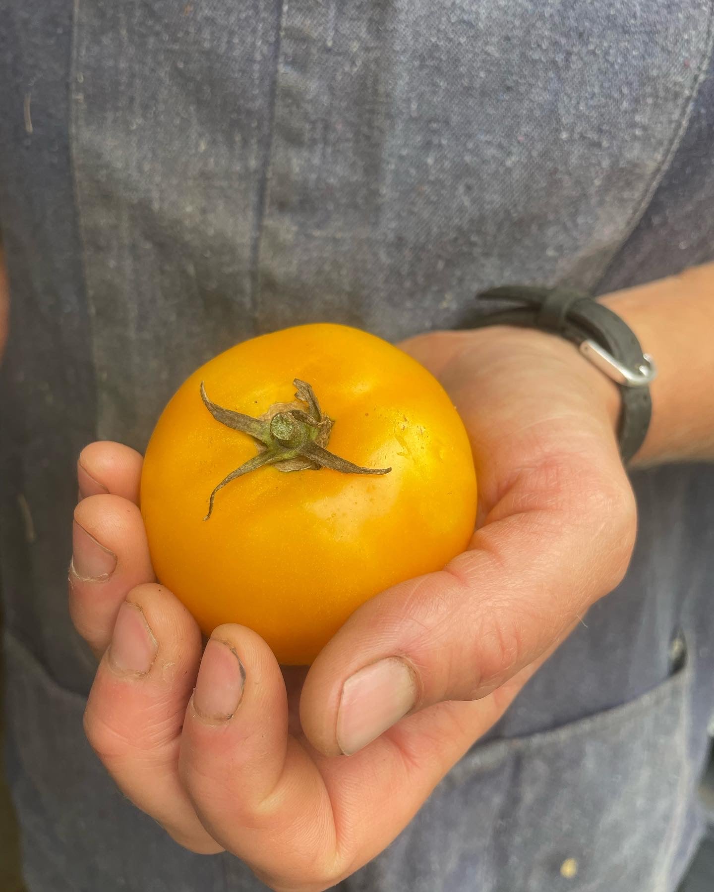 Taxi Tomato