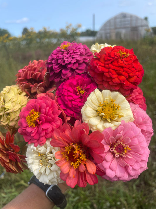 Zinnia Oklahoma Mix